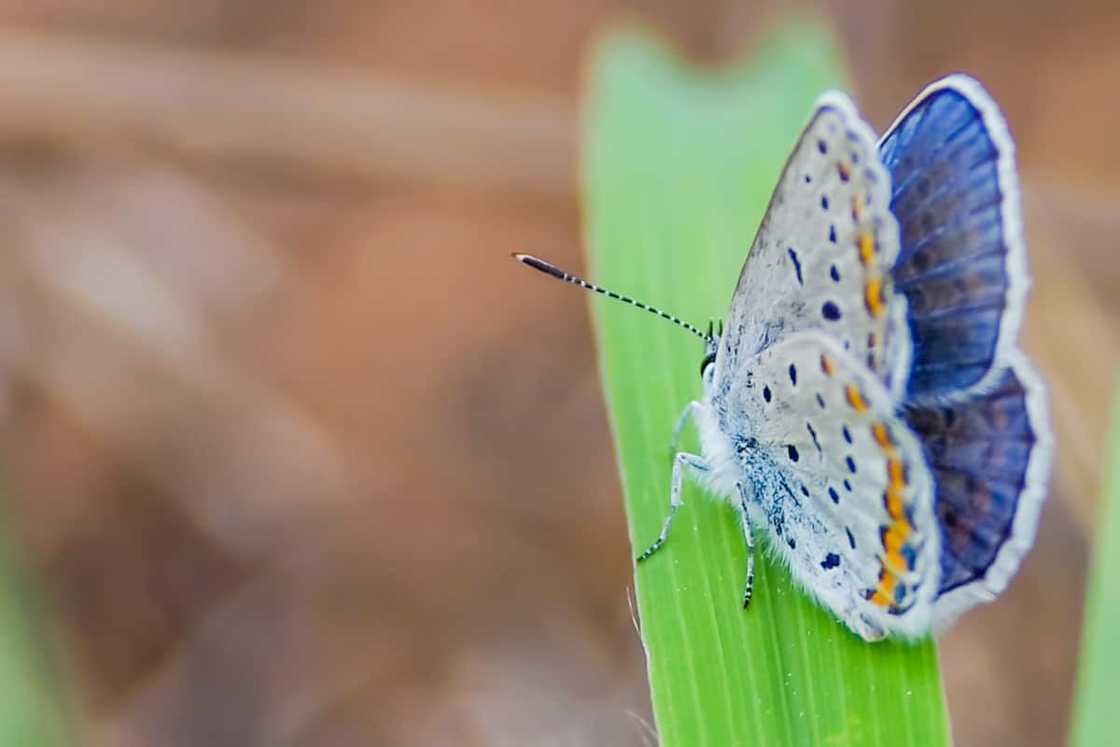 Rarest insects in the world Rarest insects in the world