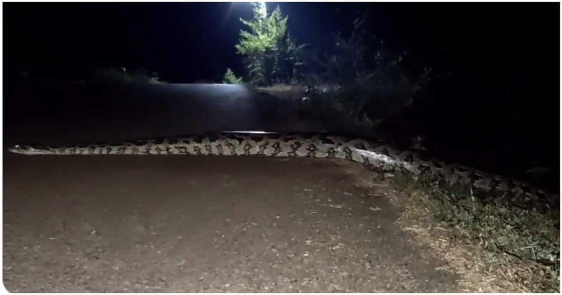 Massive snake