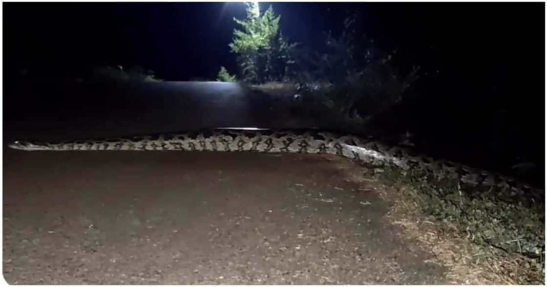 Massive snake Massive snake