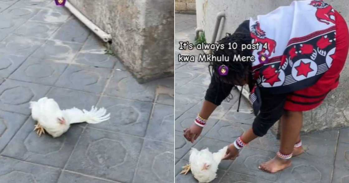 TikTok video of sangoma trainee scared to touch live chicken
