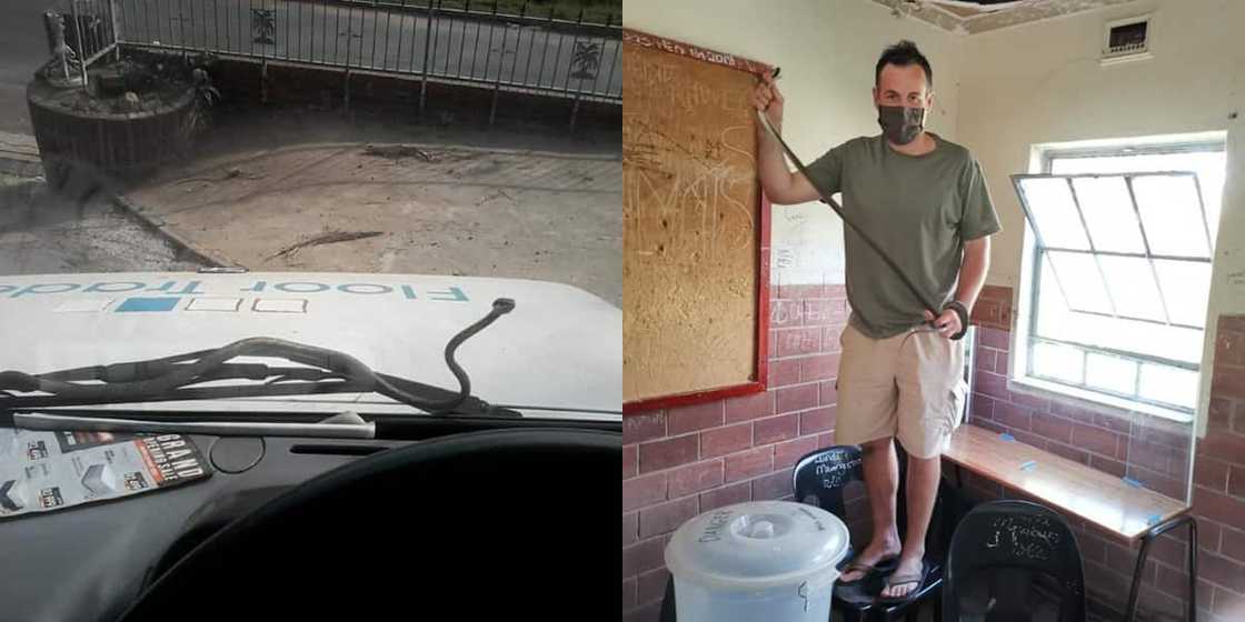 Nick Evans, vine snake, snake story, snake catcher Nick Evans, vine snake, snake story, snake catcher