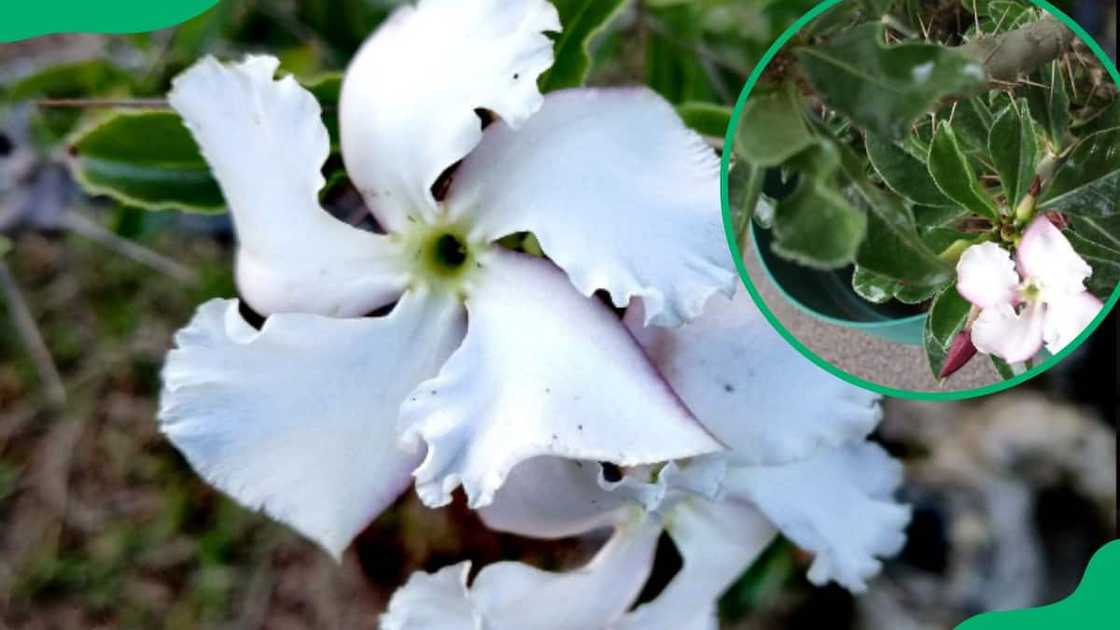 Indigenous South African flowers Indigenous South African flowers