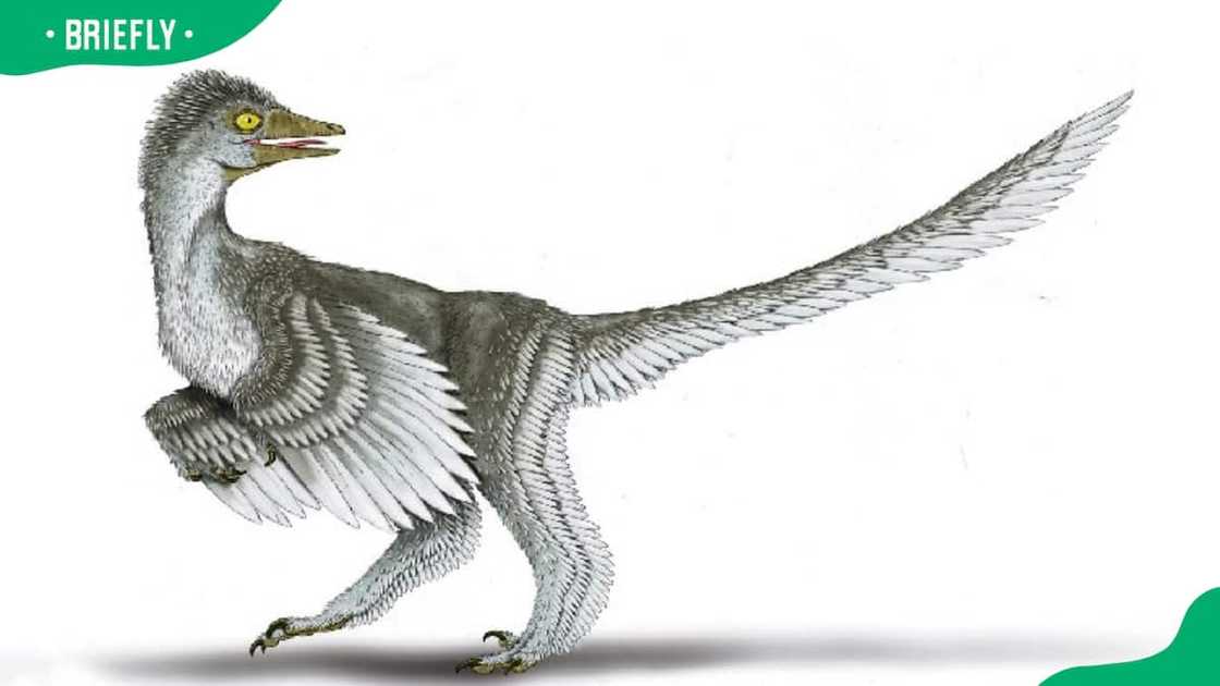 Animals with x Animals with x