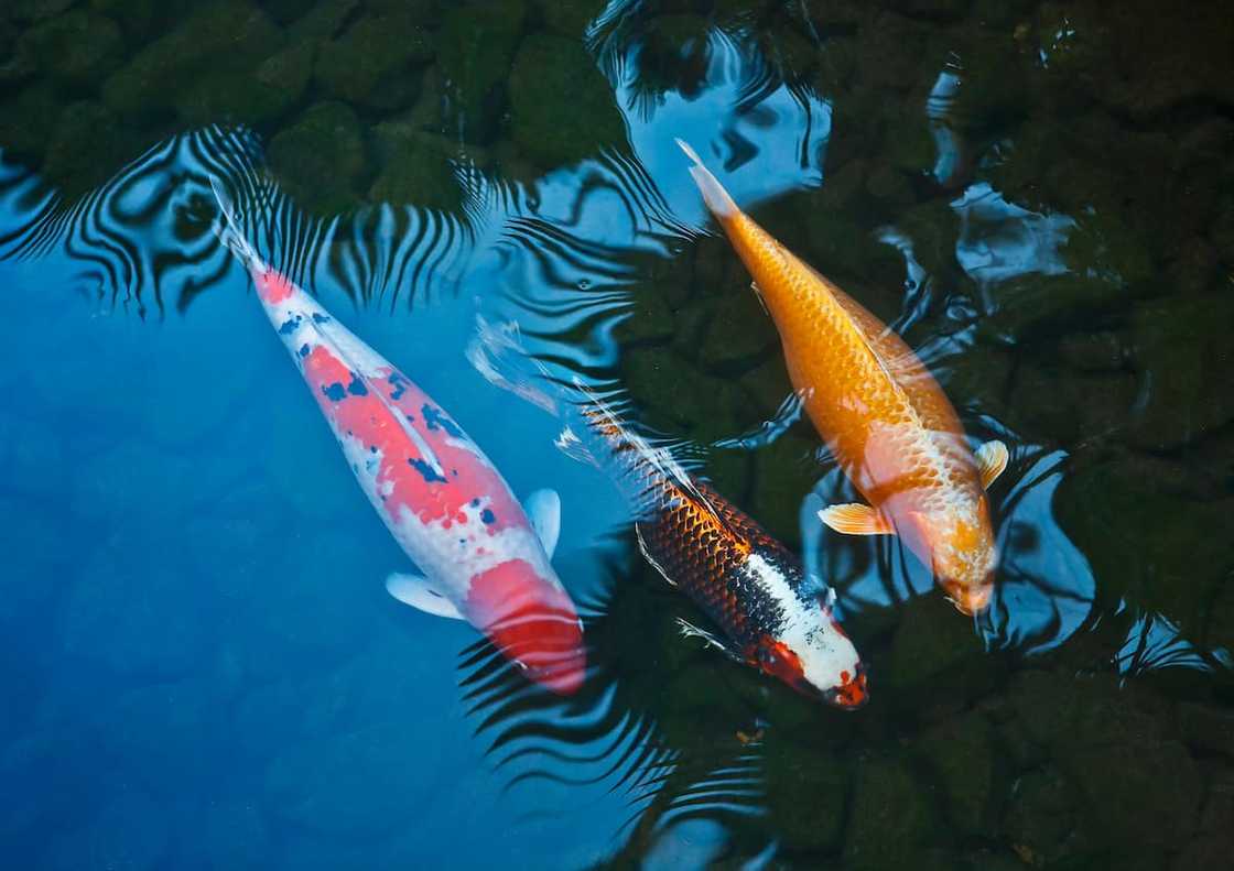 Costly Koi fish