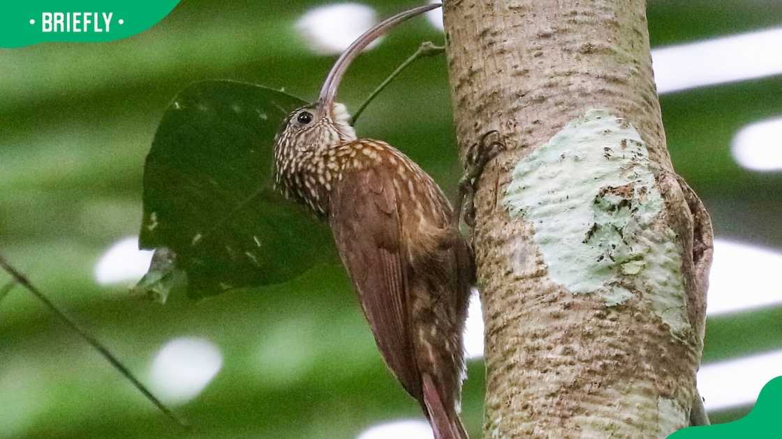 Birds that start with x Birds that start with x