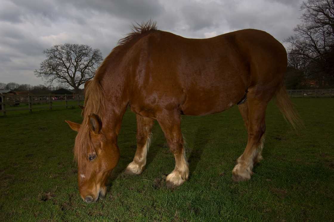 What is the largest kind of horse? What is the largest kind of horse?