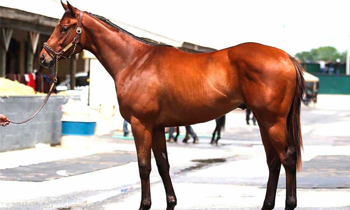 What is the most expensive horse in the world 2021? What is the most expensive horse in the world 2021?