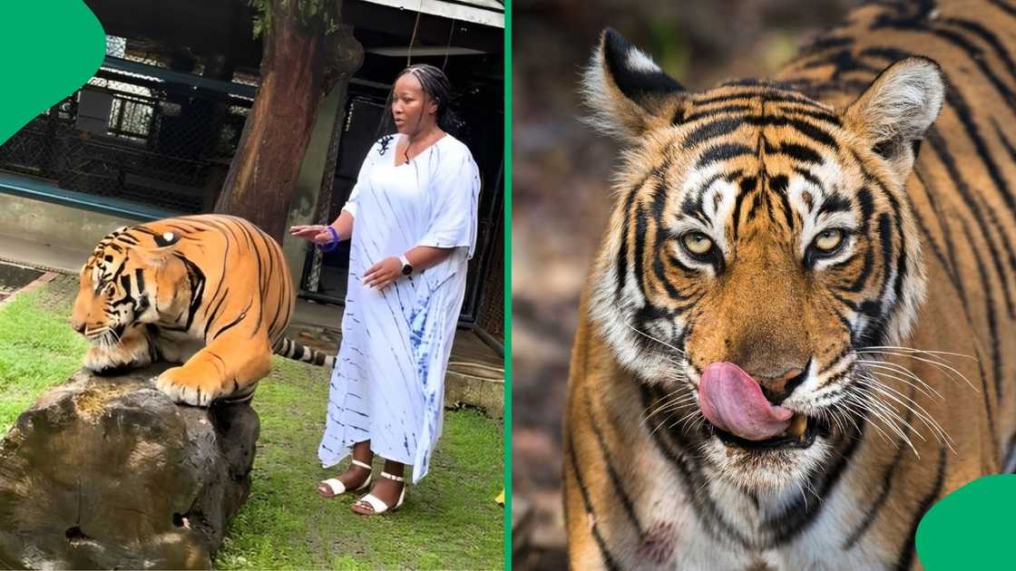 A woman bravely pet a tiger.