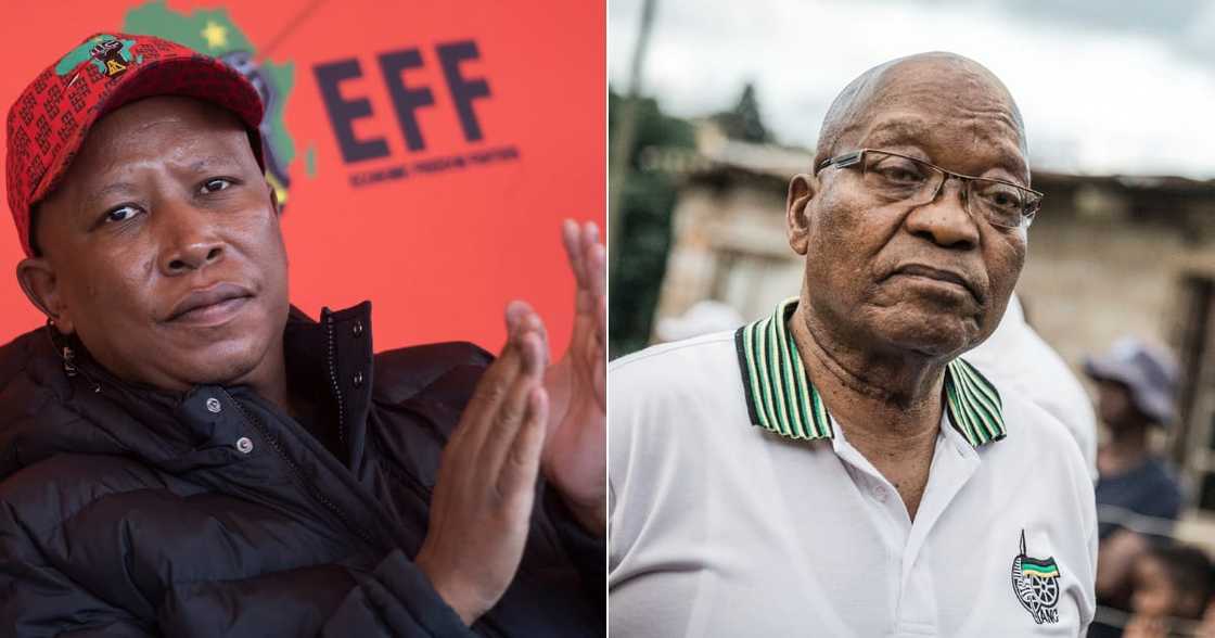Jacob Zuma, Julius Malema, Economic Freedom Fighters, African National Congress, Coalition talks, tea party Jacob Zuma, Julius Malema, Economic Freedom Fighters, African National Congress, Coalition talks, tea party