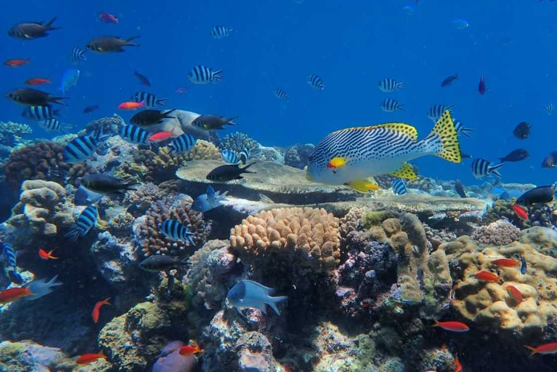 The Great Barrier Reef is the world's largest living structure, visible from space