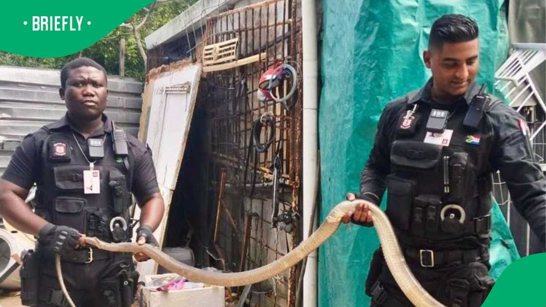 RUSA officerrs removed black mamba from KZN home RUSA officerrs removed black mamba from KZN home