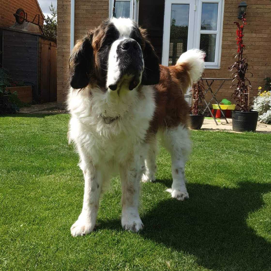 Popular big dog breeds for families Popular big dog breeds for families