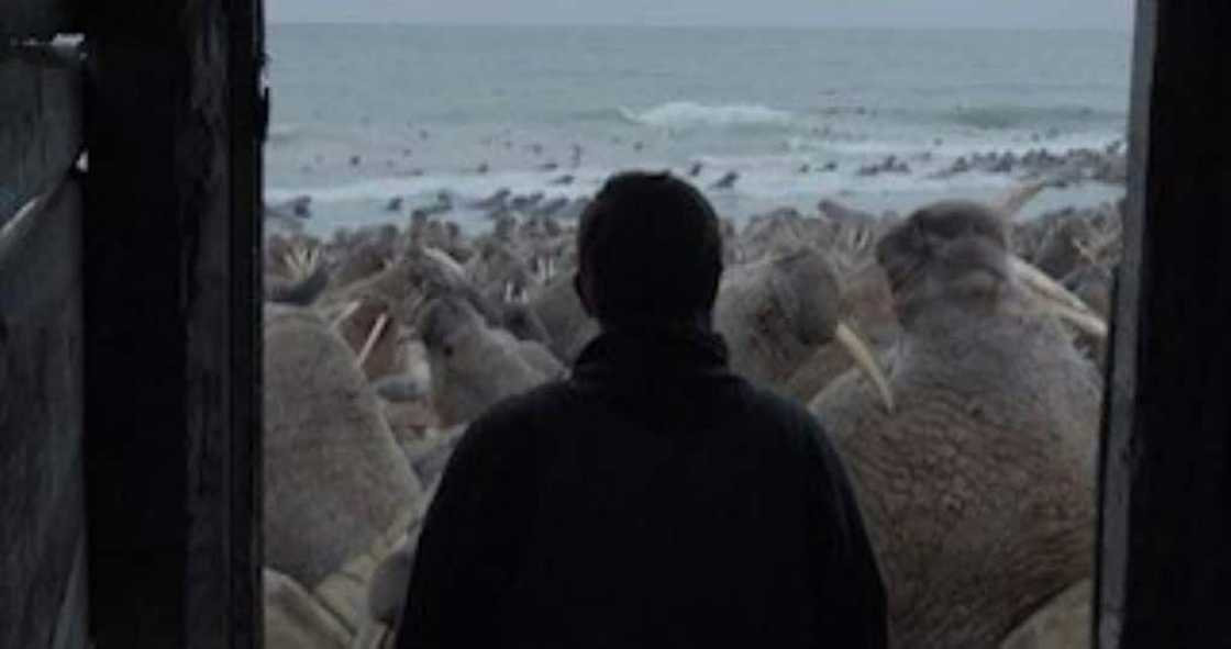 In this undated handout screengrab provided by The New Yorker, marine biologist Maxim Chakilev looks out of his Siberian hut at walruses in the Oscar-nominated short documentary "Haulout" In this undated handout screengrab provided by The New Yorker, marine biologist Maxim Chakilev looks out of his Siberian hut at walruses in the Oscar-nominated short documentary "Haulout"