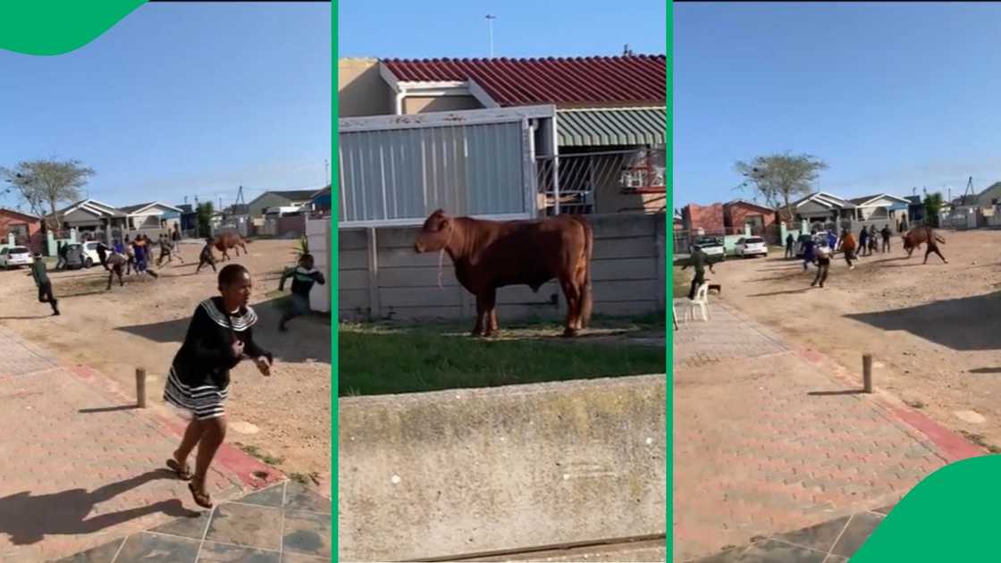 Mzansi in stitches over a video of a rampaging cow