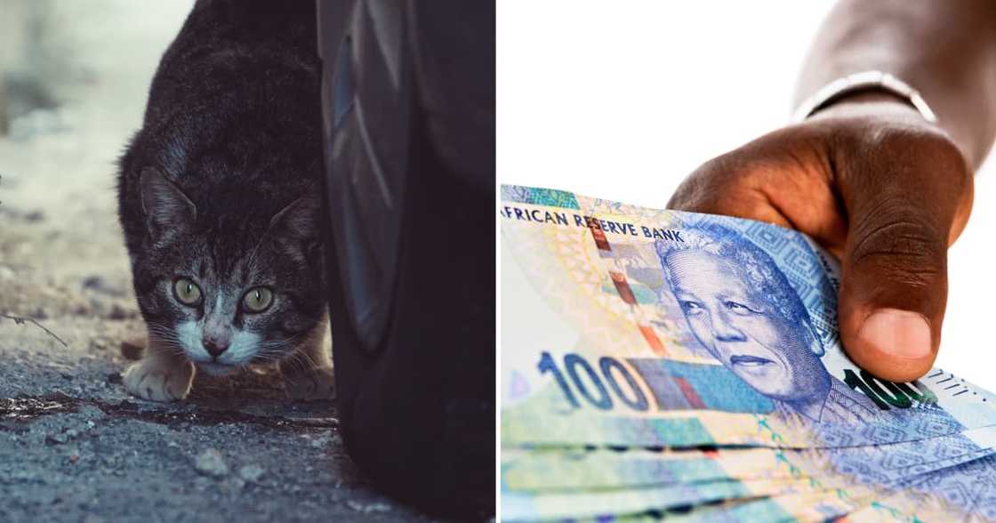 Cat and reward money Cat and reward money