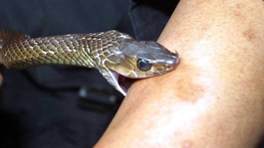 Man claims he was bitten by snake