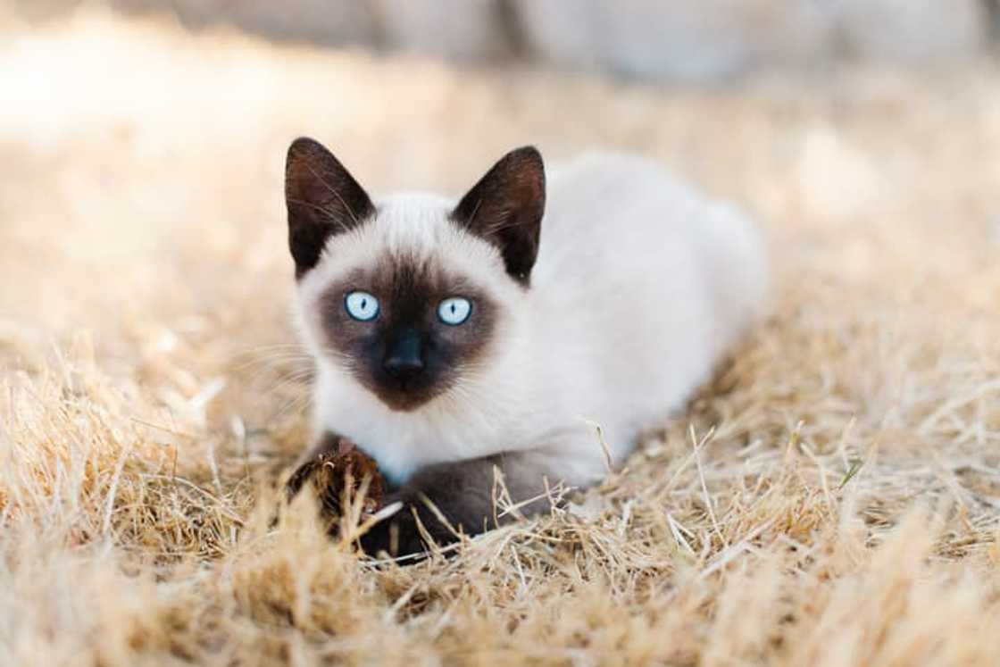 A blue-eyed Siamese kitten lays in the grass, holding a pinecone A blue-eyed Siamese kitten lays in the grass, holding a pinecone