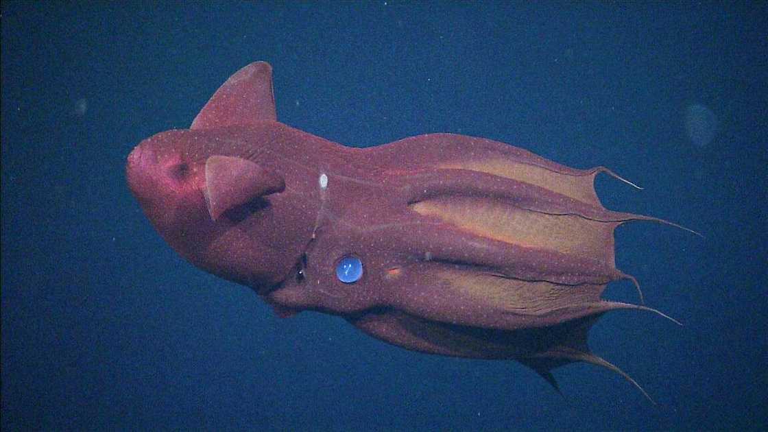Vampire Squid animal. Vampire Squid animal.