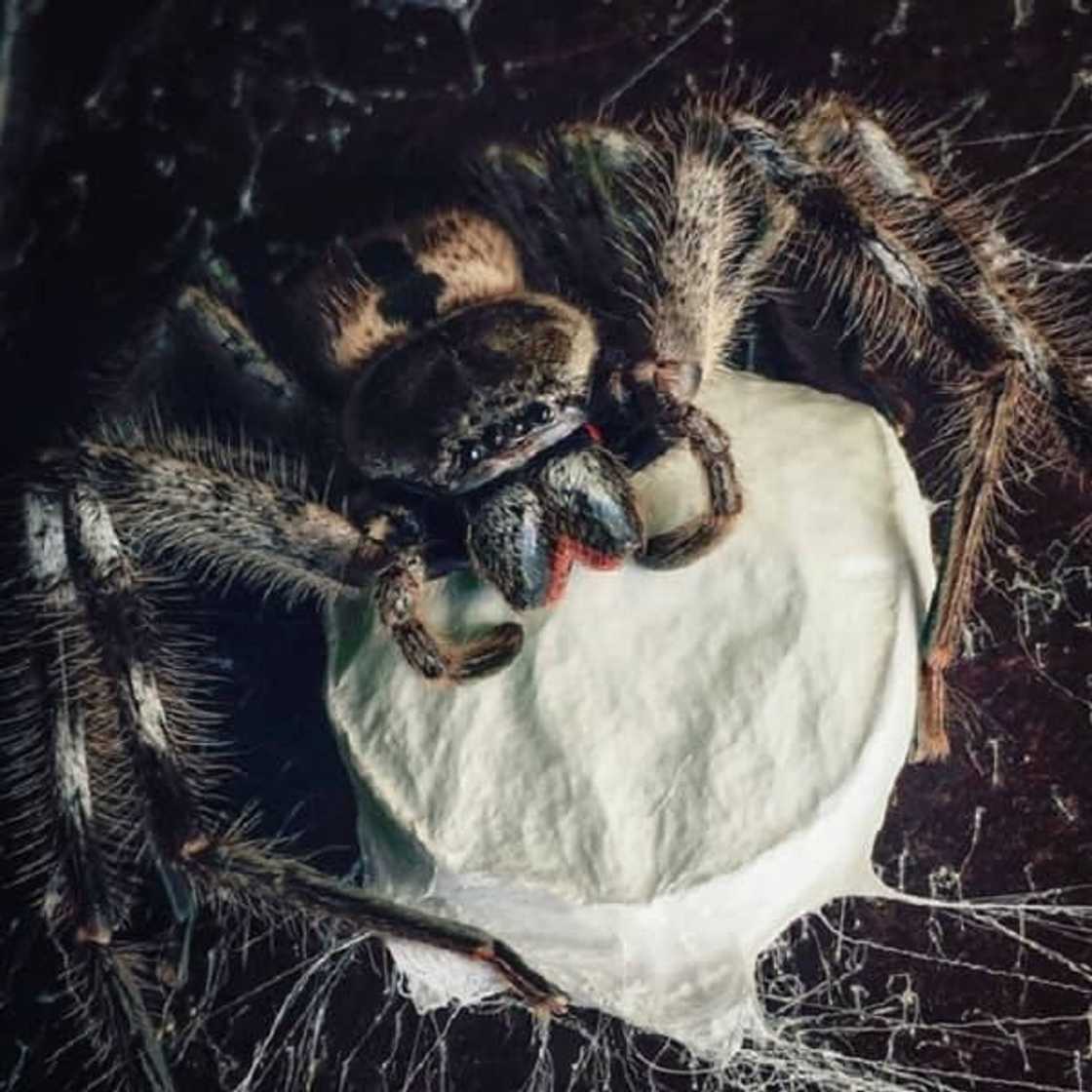 rain spider nest rain spider nest