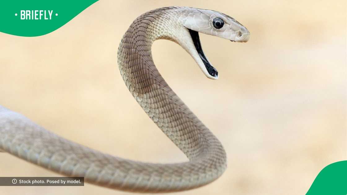 Black mamba spotted making way through bushes in video Black mamba spotted making way through bushes in video