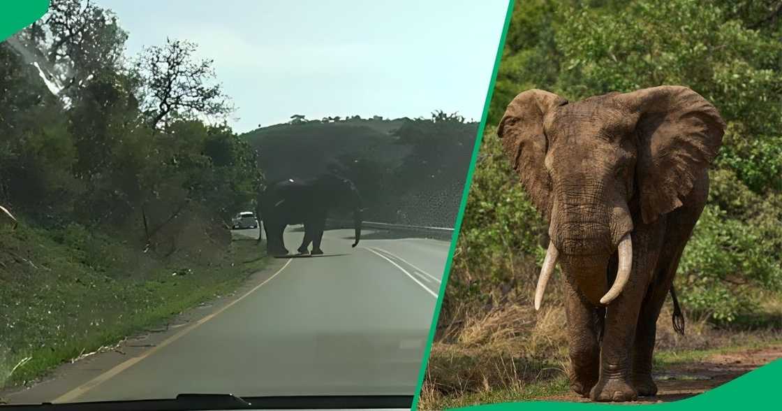 A KwaZulu-Natal elephant scared motorists after it strolled in the middle of the road. A KwaZulu-Natal elephant scared motorists after it strolled in the middle of the road.