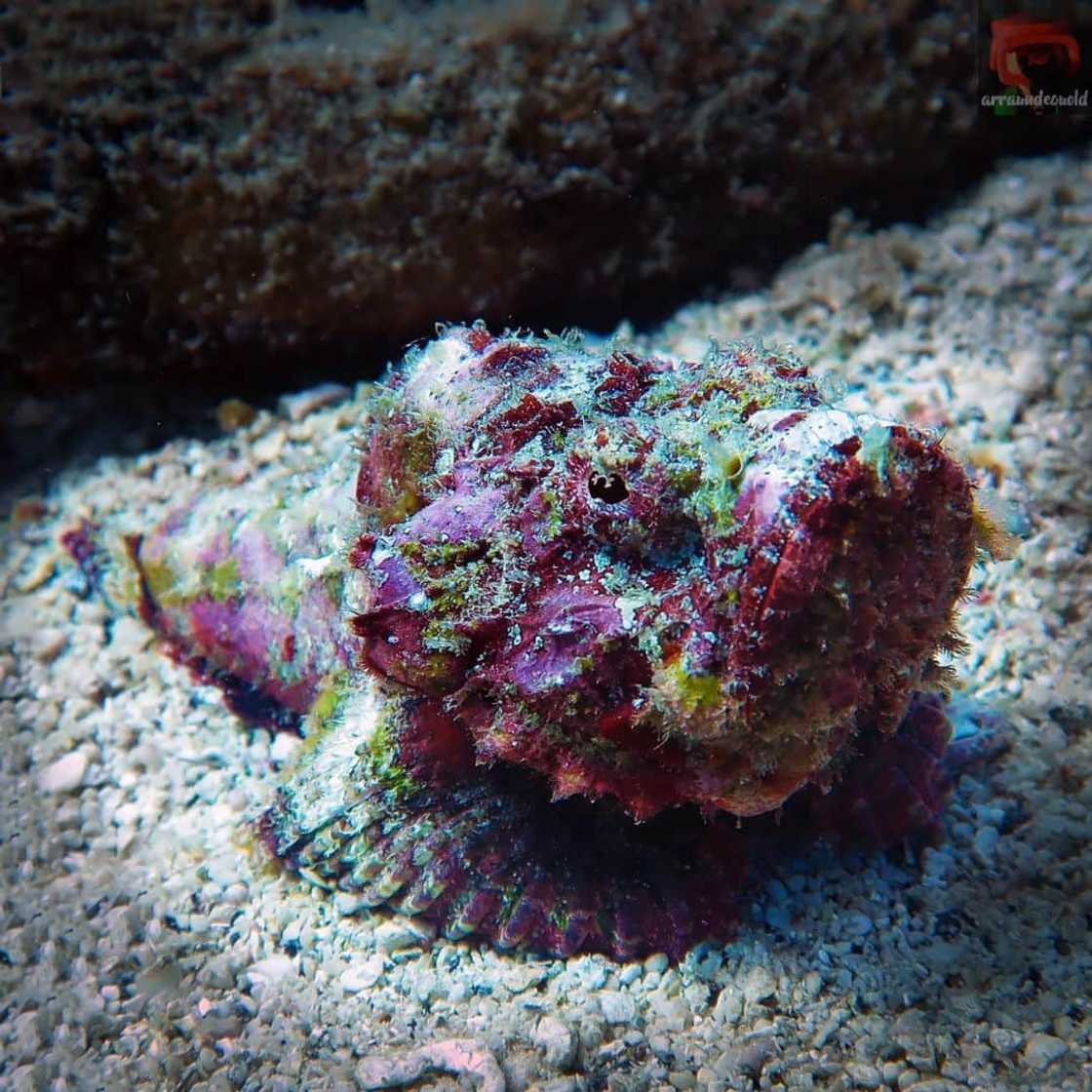 World's most dangerous animals in the world | Top 25 list World's most dangerous animals in the world | Top 25 list