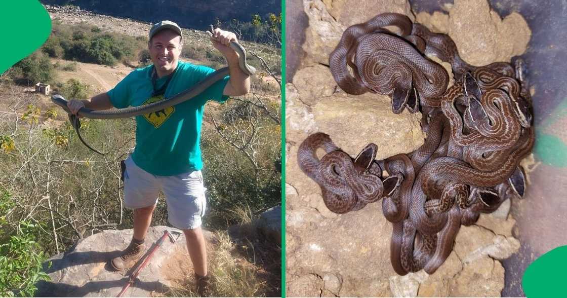 KwaZulu-Natal snake rescuer sherd a video saving five mambas KwaZulu-Natal snake rescuer sherd a video saving five mambas