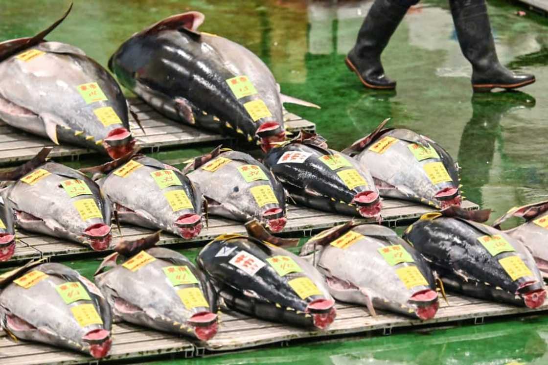 World Trade Organisation members face difficult talks this week to try to cut subsidies and over-capacity in the global industry World Trade Organisation members face difficult talks this week to try to cut subsidies and over-capacity in the global industry