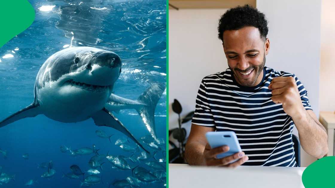 People were pleased to hear the return of great white sharks. People were pleased to hear the return of great white sharks.