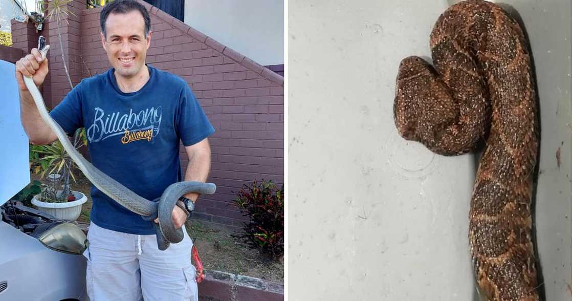 A cat gave its owner a tremendously venomous puff adder. A cat gave its owner a tremendously venomous puff adder.