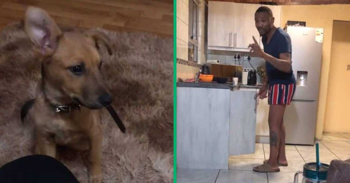 Man's dog chews on his shoes Man's dog chews on his shoes