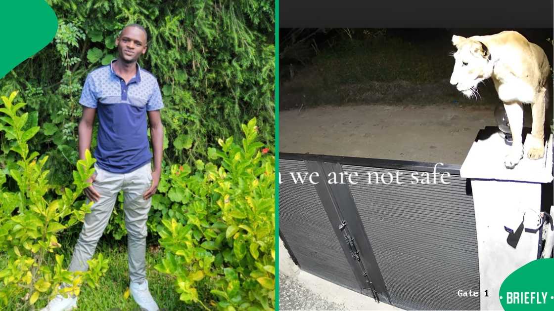 TikTok users were shocked to see a wild cat watching a residence in Rongai, Kenya TikTok users were shocked to see a wild cat watching a residence in Rongai, Kenya