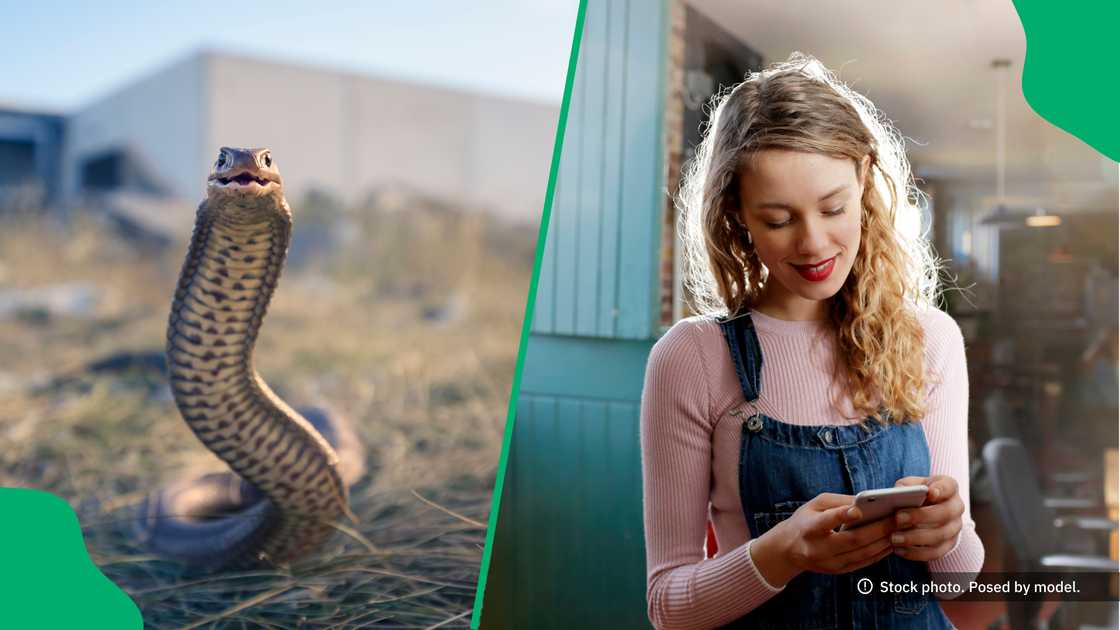 A danger-noodle interrupted a woman causing chaos in a kitchen. A danger-noodle interrupted a woman causing chaos in a kitchen.