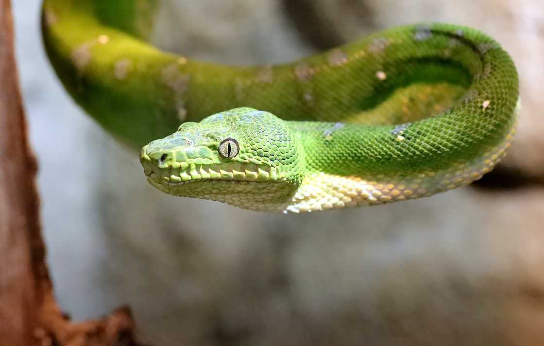 A stock photo of a green python A stock photo of a green python