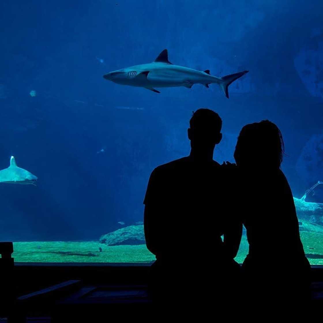 couple aquarium