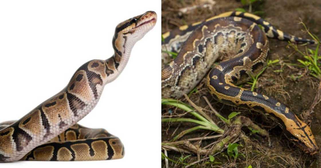 Python swallows woman Python swallows woman