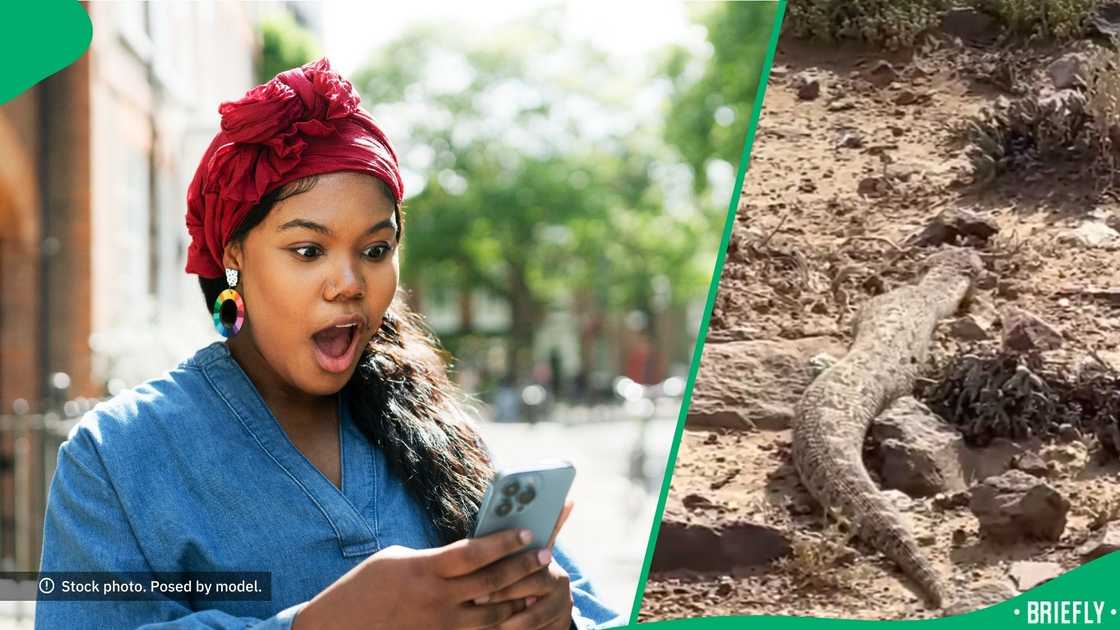 Experts shared that puff adders are masters of camouflage and are named after the loud puffing sound they make when threatened