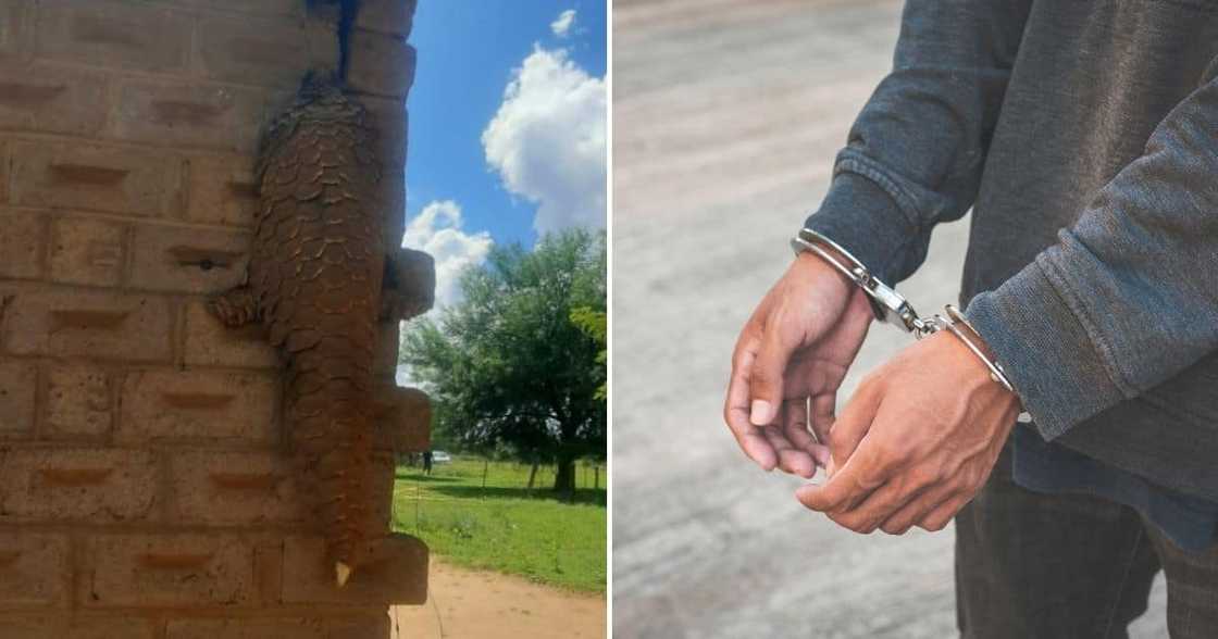 North West man arrested for possessing endangered animals North West man arrested for possessing endangered animals