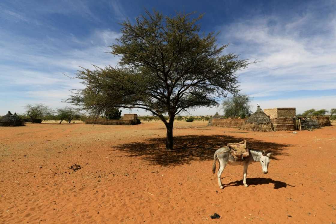 The golden blobs of resin are tapped from thorny acacia trees The golden blobs of resin are tapped from thorny acacia trees
