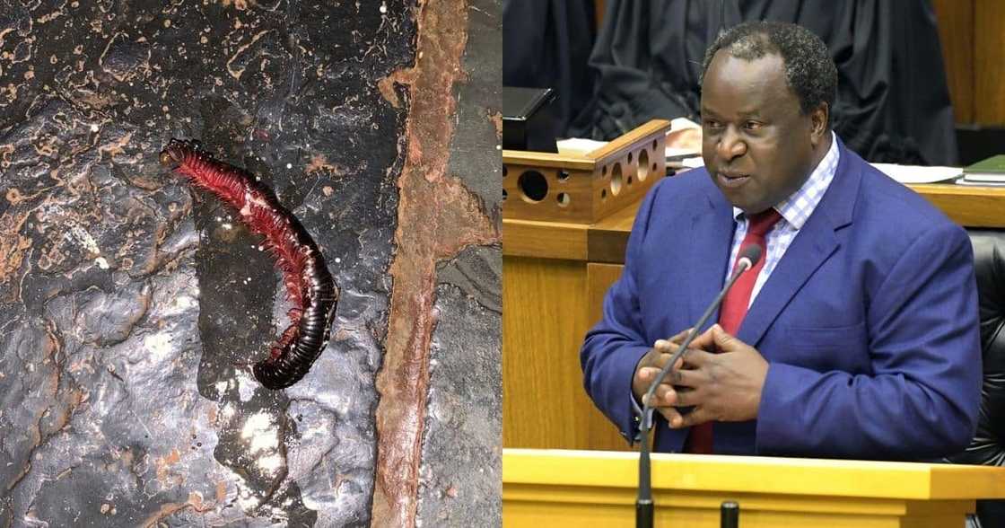 SA has a hilarious reaction to Mboweni stepping on an insect