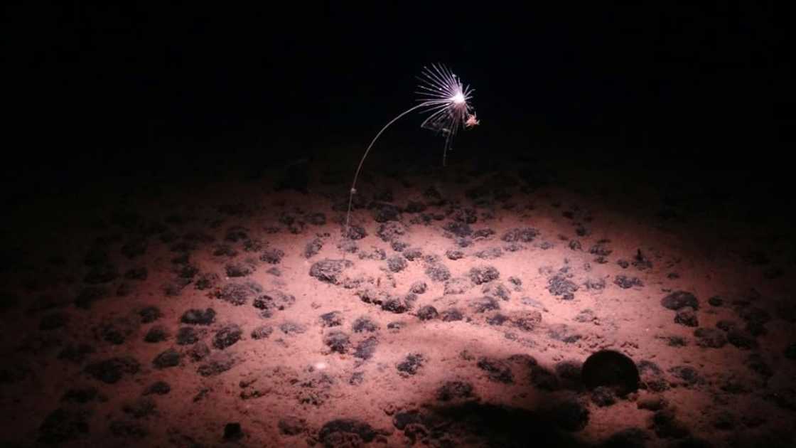 A handout image made available by the National Oceanography Centre on July 24, 2023, shows a carnivorous sponge, Axoniderma mexicana, photographed during a recent expedition to the NE Pacific abyss and found in the Clarion-Clipperton Zone A handout image made available by the National Oceanography Centre on July 24, 2023, shows a carnivorous sponge, Axoniderma mexicana, photographed during a recent expedition to the NE Pacific abyss and found in the Clarion-Clipperton Zone