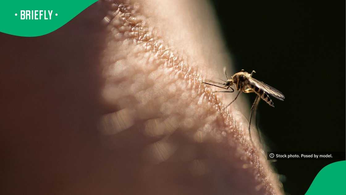 The visual showcased a mosquito on a person's arm The visual showcased a mosquito on a person's arm