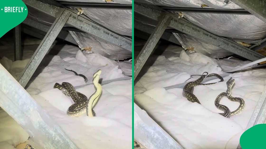 Two carpet pythons caused a stir after their dramatic rooftop fight over a female in a video.