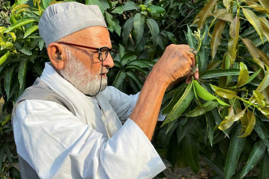 Kaleem Ullah Khan, 82, has earned one of India's highest civilian honours for his work creating new mango varieties Kaleem Ullah Khan, 82, has earned one of India's highest civilian honours for his work creating new mango varieties