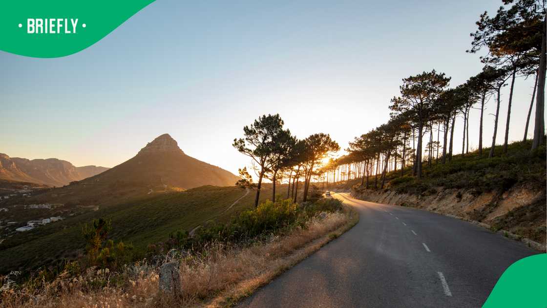 Cape Town's plan to enclose 60 baboons fuels fierce debate