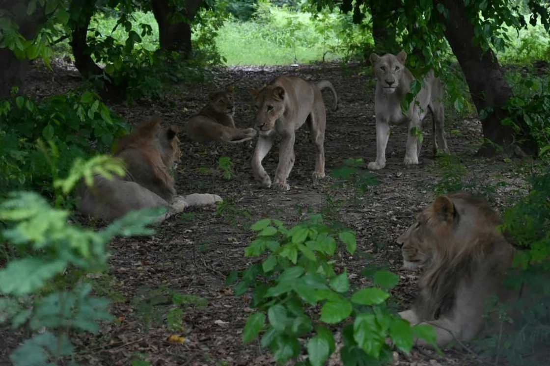 Lions are seen in a wooded area at the Lahore Safari Zoo Lions are seen in a wooded area at the Lahore Safari Zoo