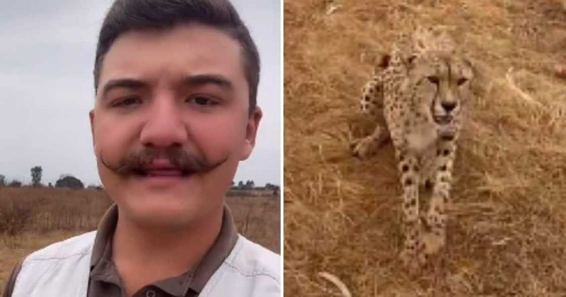 Talented, Man Stops, Cheetah, Video, Viral Talented, Man Stops, Cheetah, Video, Viral