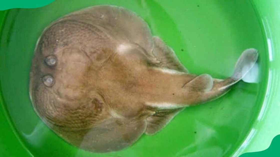 The Numbray fish The Numbray fish