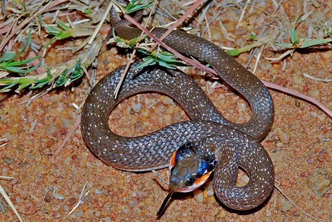 Herald snake Herald snake