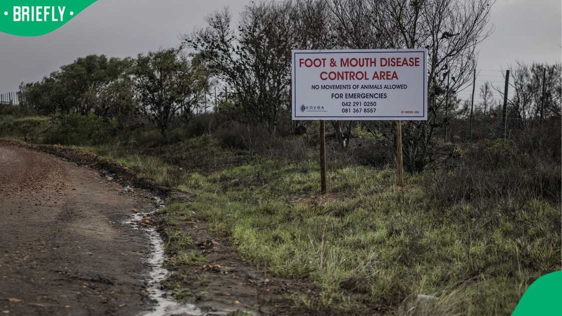 A warning sign informing travellers of the presence of the foot-and-mouth disease in the area